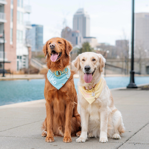 uno & indy