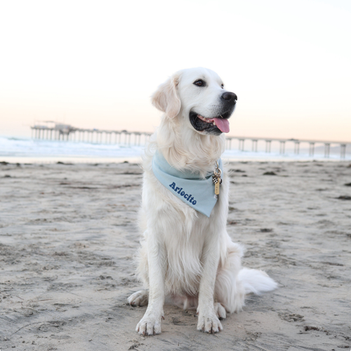 arlo | arlo15