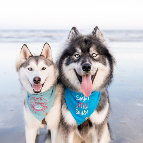 piper & scout | wildish15