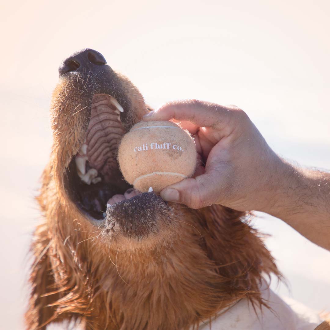 Tennis Ball Bundle