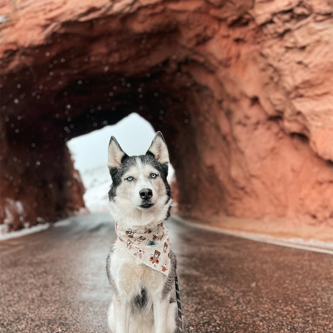 Bark Ranger Dog Bandana 