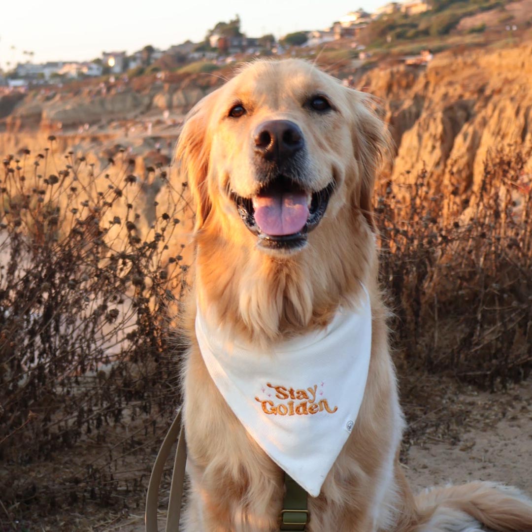 Stay Golden Embroidered Bandana